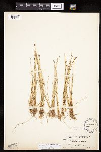 Image of Eleocharis suksdorfiana