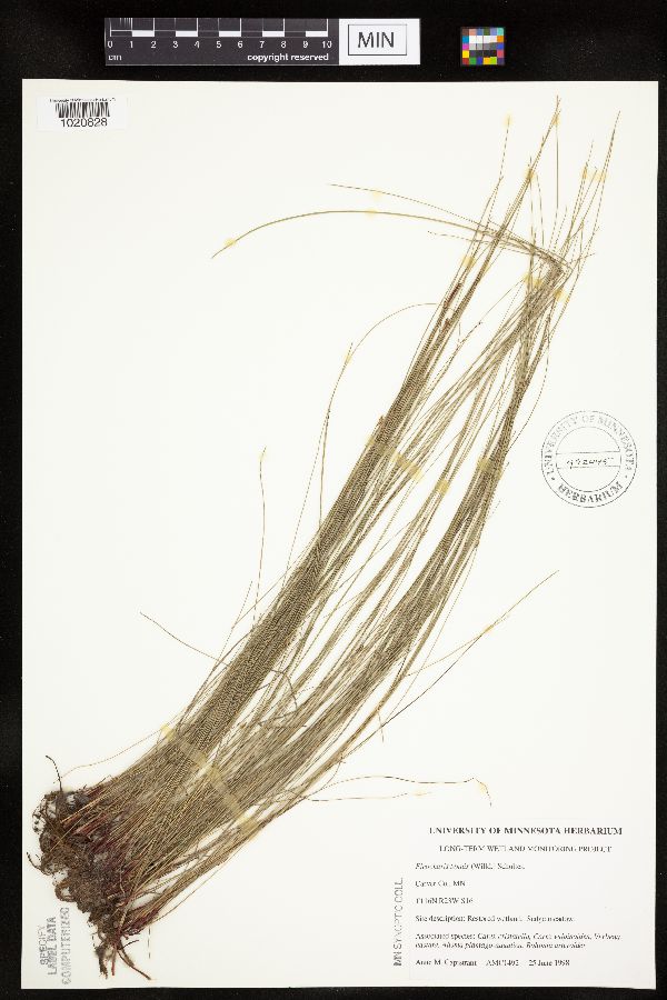 Eleocharis tenuis var. verrucosa image