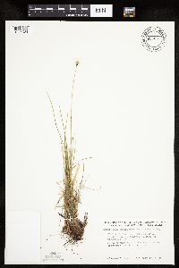 Eriophorum brachyantherum image