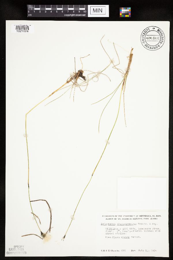 Eriophorum brachyantherum image