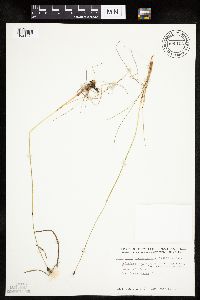 Image of Eriophorum brachyantherum