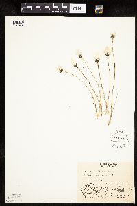 Eriophorum callitrix image