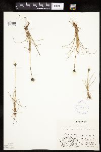 Eriophorum callitrix image