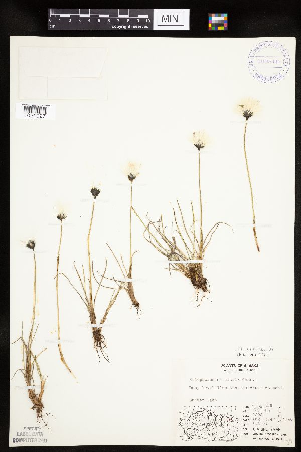 Eriophorum callitrix image