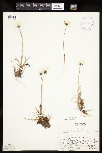 Eriophorum callitrix image