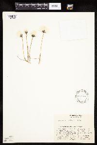 Eriophorum callitrix image