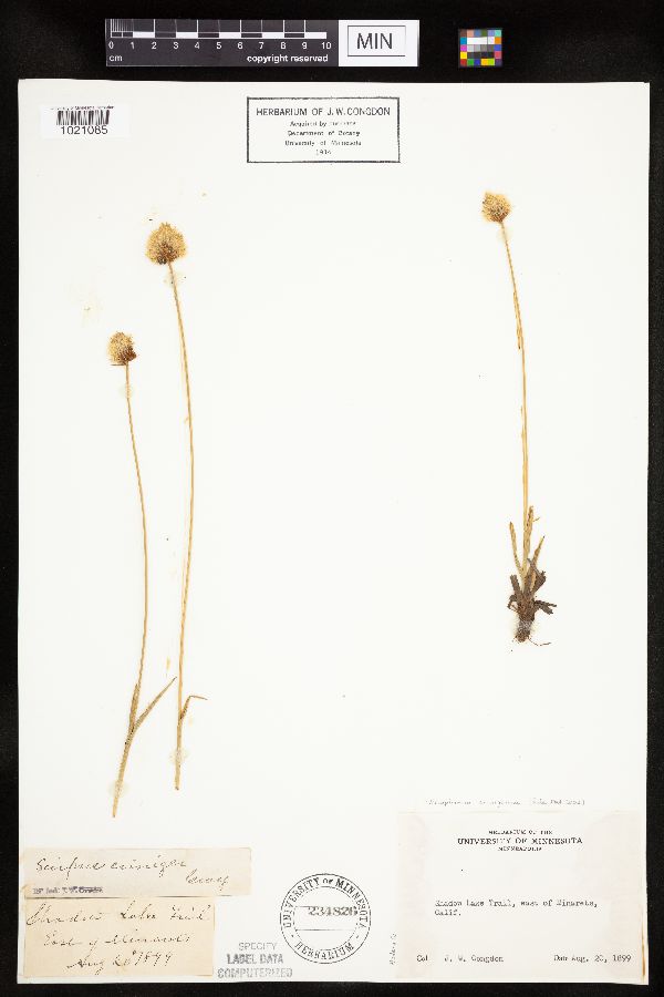 Eriophorum crinigerum image