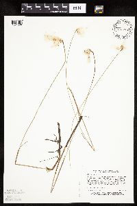 Eriophorum gracile image