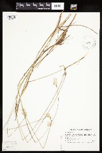Eriophorum gracile image