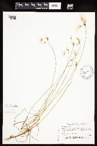 Eriophorum gracile image