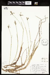 Eriophorum gracile image