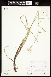 Eriophorum gracile image