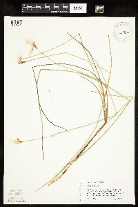 Eriophorum gracile image