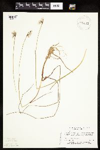Eriophorum gracile image