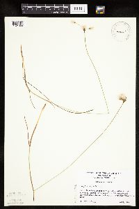 Eriophorum gracile image