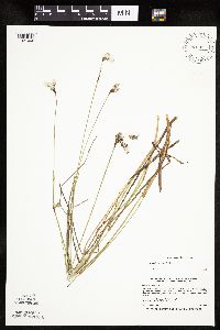 Eriophorum gracile image