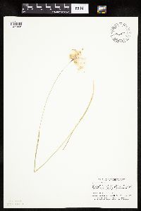 Eriophorum gracile image