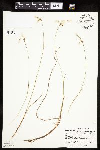 Eriophorum gracile image