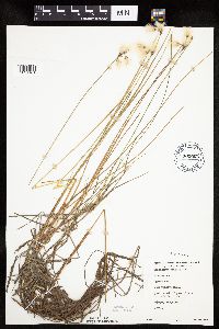 Eriophorum gracile image