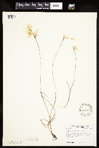 Eriophorum gracile image