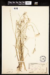 Eriophorum gracile image