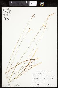 Eriophorum gracile image