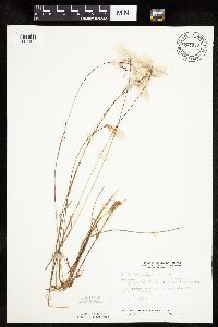 Eriophorum gracile image