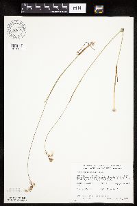 Eriophorum gracile image