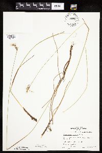 Eriophorum gracile image
