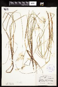 Eriophorum gracile image