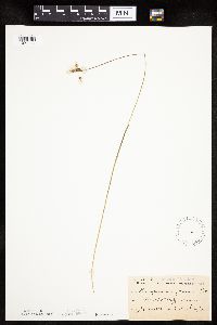 Eriophorum gracile image