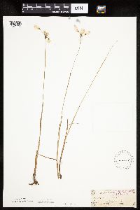 Eriophorum gracile image