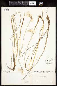 Eriophorum gracile image