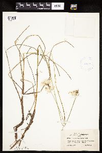 Eriophorum gracile image
