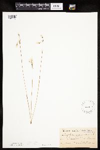Eriophorum gracile image