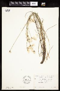 Eriophorum gracile image