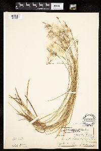Eriophorum gracile image