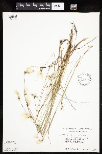 Eriophorum gracile image