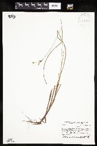 Eriophorum gracile image