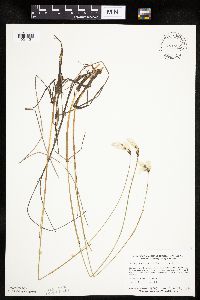 Eriophorum gracile image