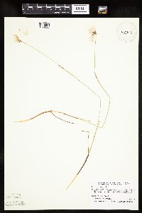 Eriophorum gracile image