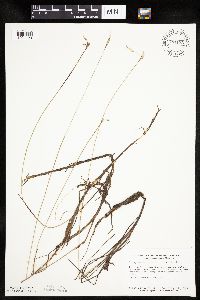 Eriophorum gracile image