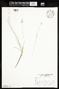Eriophorum gracile image
