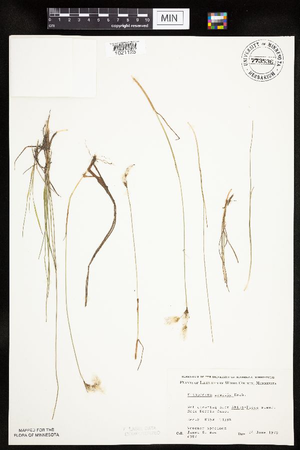 Eriophorum gracile image
