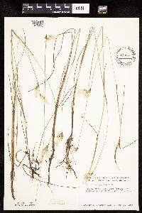 Eriophorum gracile image