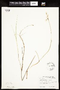 Eriophorum gracile image