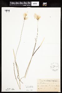 Eriophorum gracile image