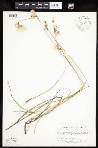 Eriophorum gracile image