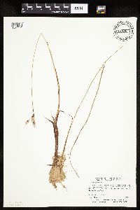 Eriophorum gracile image