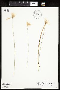 Eriophorum gracile image
